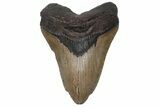 Huge, Fossil Megalodon Tooth - North Carolina #235519-1